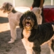 Chien garderie