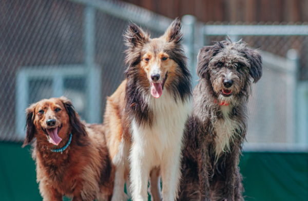 Trois chiens dans parc canin