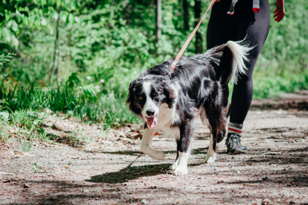 Border collie en promenade