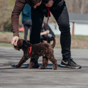 Schnauzer en maternelle obéissance