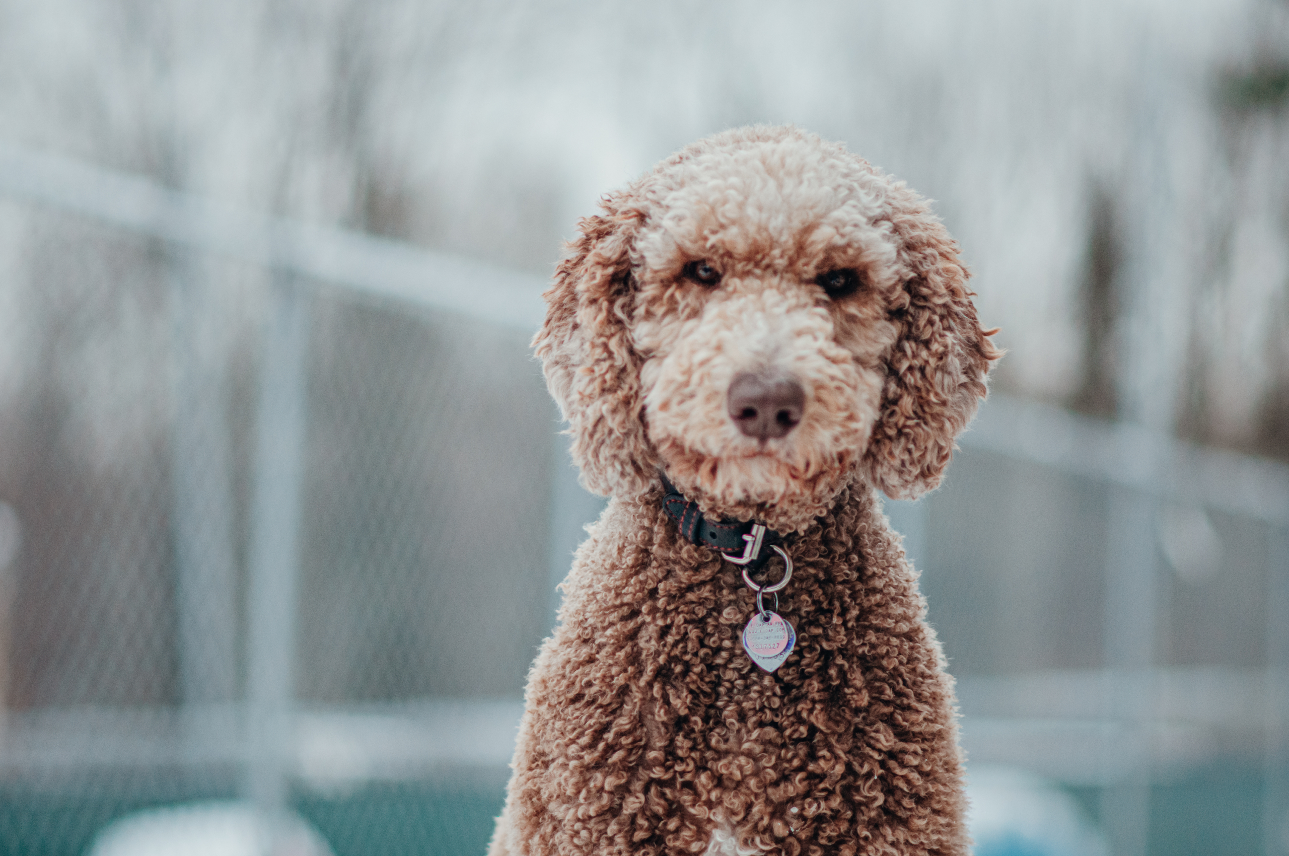 Chien, dressage, caniche, doodle