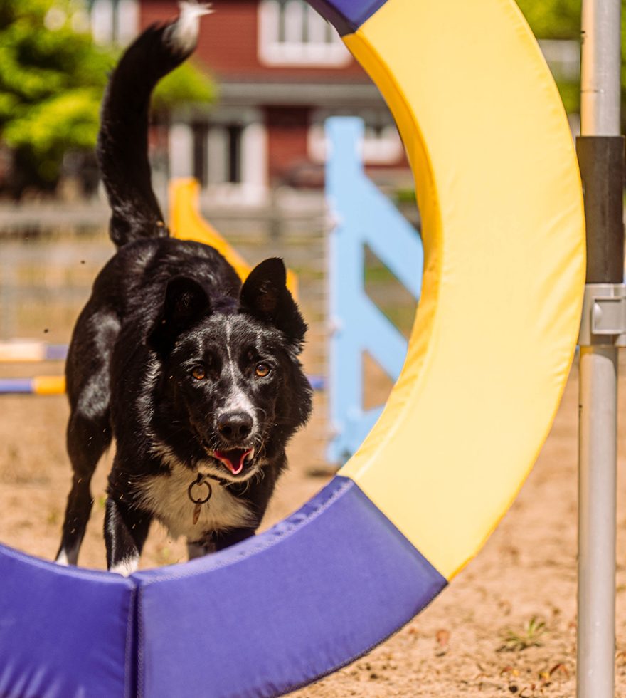 education-canine-slide-la-patte-champetre