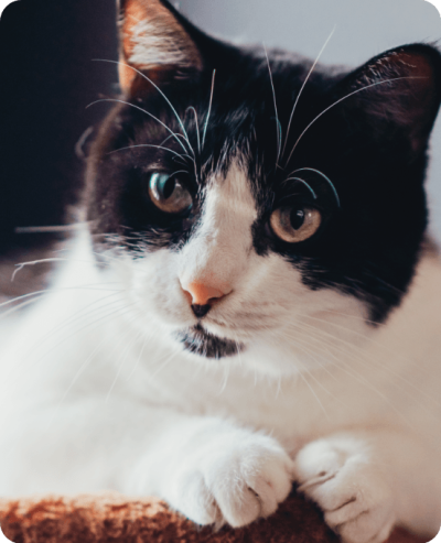 pension-chat-la-patte-champetre